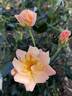 Bright rose photo