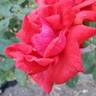 Dolly Parton rose photo