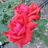 Dolly Parton rose photo