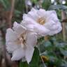 Aspirin-Rose rose photo