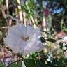 Aspirin-Rose rose photo