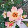 Ringo All-Star ™ rose photo