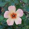 Ringo All-Star ™ rose photo