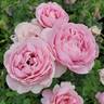 Boscobel rose photo