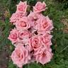 Gene Boerner rose photo