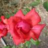 Dolly Parton rose photo