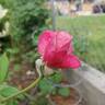 Mrs. B.R. Cant rose photo