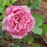 Mrs. B.R. Cant rose photo