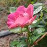 Baronne Edmond de Rothschild ® rose photo