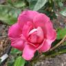 Baronne Edmond de Rothschild ® rose photo