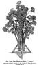 Avoca rose photo