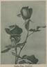 Hadley rose photo