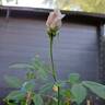 The Mayflower rose photo
