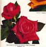 Peter Frankenfeld ® rose photo