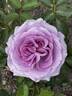 Love Song rose photo