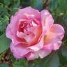 Julie Andrews rose photo