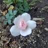 Bonica ® rose photo