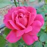 Pink Peace rose photo