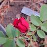 Mirandy rose photo