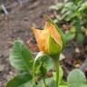 Golden Zest ™ rose photo