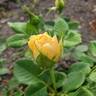Golden Zest ™ rose photo