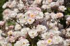 Wspomnienie Lata rose photo