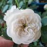 Boule de Neige rose photo