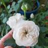 Boule de Neige rose photo