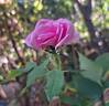 Catherine de Médicis rose photo