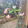 Rigo Fortuna rose photo