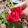 Mirandy rose photo