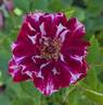 Roger Lambelin rose photo