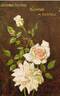 Johanna Tantau rose photo
