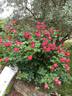 MEIpeporia rose photo