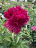 Lord Kitchener peony photo