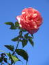 Général Schablikine rose photo