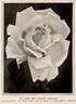 Mrs. Andrew Carnegie rose photo