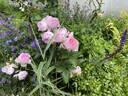 The Ancient Mariner rose photo