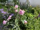 The Ancient Mariner rose photo