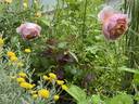 Peter-Paul Rubens® rose photo
