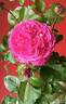 Coconut Ice rose photo