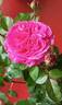 Coconut Ice rose photo