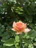 Apricot Candy ™ rose photo