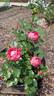 Acropolis ® rose photo