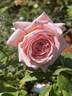 Martha Stewart™ rose photo