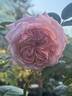 Martha Stewart™ rose photo