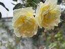 Windrush rose photo