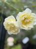 Windrush rose photo