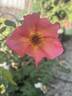 Morning Mist rose photo