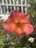 Morning Mist rose photo